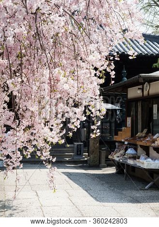 Komatsushima, Japan - April 4, 2018: Cherry Blossoms On The Grounds Of Tatsueji, Temple Number 19 Of