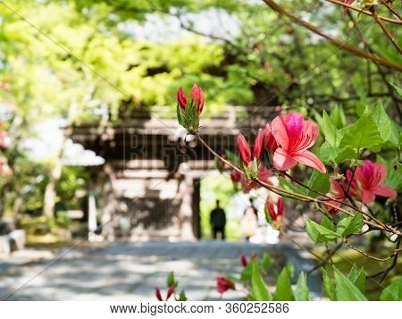 Kochi, Japan - April 6, 2018: Red Azalea Flowers Blooming On The Grounds Of Chikurinji, Temple Numbe