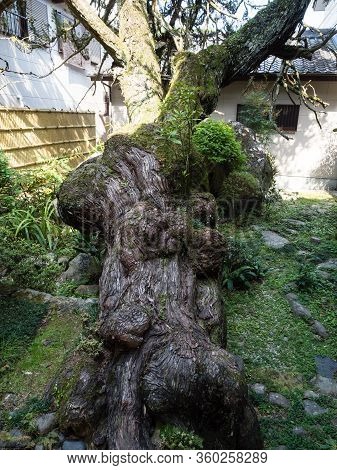 Old Growth Tree In A Japanese Garden Enkoji, Temple Number 39 Of Shikoku Pilgrimage - Kochi Prefectu