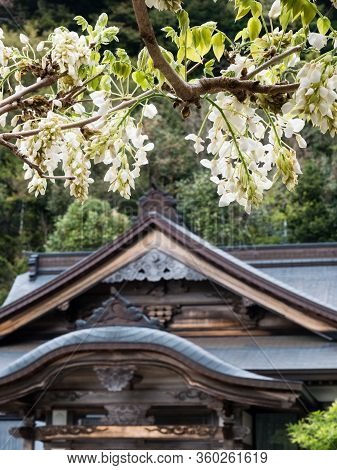 White Blooming Wisterias On The Grounds Of Konomineji, Temple Number 27 Of Shikoku Pilgrimage - Koch