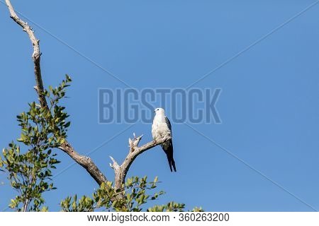 White And Grey Male Swallow-tailed Kite Elanoides Forficatus