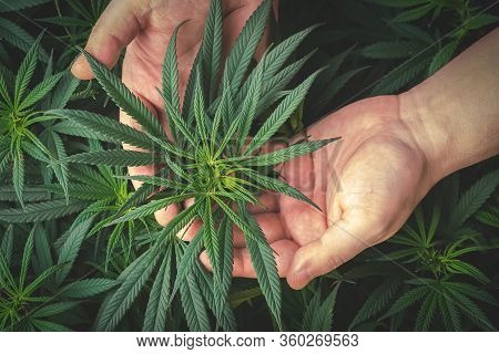 Full Frame Of Hand Holding Medical Cannabis Plant Against Dark Backdrop