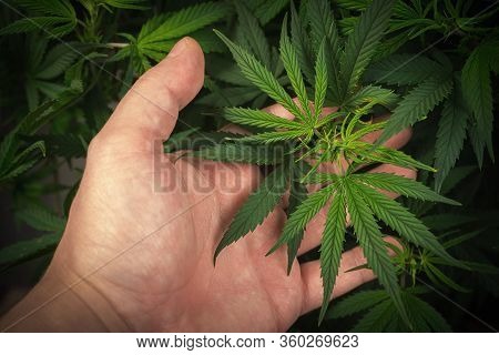 Full Frame Of Hand Holding Medical Cannabis Plant Against Dark Backdrop