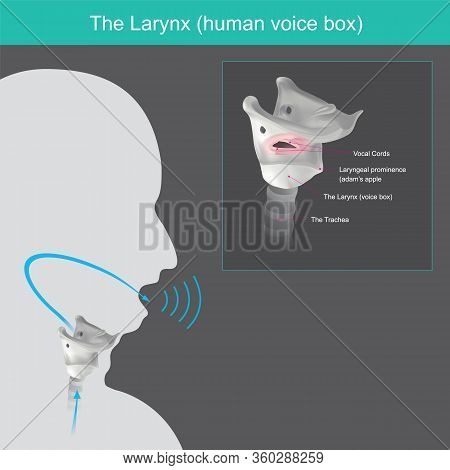 The Larynx. The Mechanism For Generating The Human Voice Can Be Subdivided Into 3 Parts From Air In 