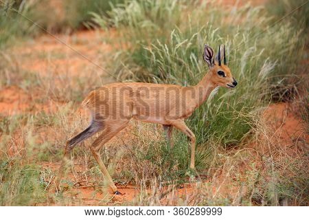 The Steenbok (raphicerus Campestris) In The Bush. Antelope In The Red Sand Dunes.