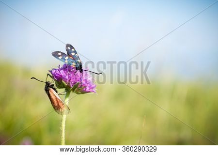 Scarlet Tiger Moth On Clover Flower Close Up. Nature Background