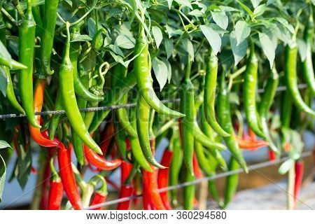 Ripe Red And Green Chilli On A Tree, Green Chilies Grows In The Garden.