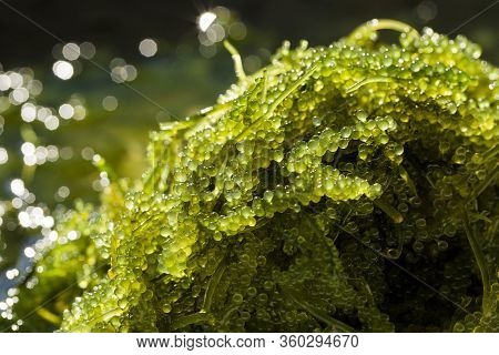 Sea Grapes ( Green Caviar ) Seaweed, Healthy Food