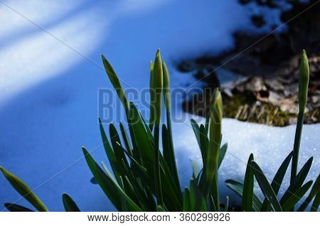 View On Spring Narcissus Flowers. Narcissus Flower Also Known As Daffodil, Daffadowndilly