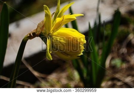 View On Spring Narcissus Flowers. Narcissus Flower Also Known As Daffodil, Daffadowndilly