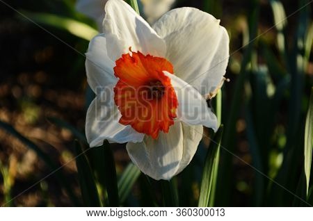 View On Spring Narcissus Flowers. Narcissus Flower Also Known As Daffodil, Daffadowndilly