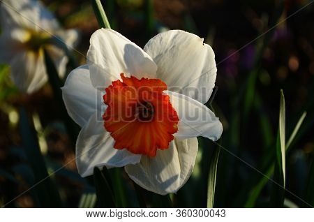 View On Spring Narcissus Flowers. Narcissus Flower Also Known As Daffodil, Daffadowndilly