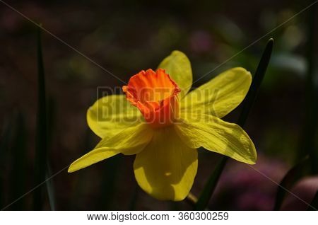View On Spring Narcissus Flowers. Narcissus Flower Also Known As Daffodil, Daffadowndilly