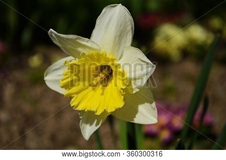 View On Spring Narcissus Flowers. Narcissus Flower Also Known As Daffodil, Daffadowndilly