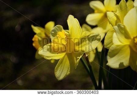 View On Spring Narcissus Flowers. Narcissus Flower Also Known As Daffodil, Daffadowndilly
