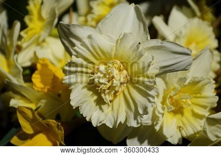 View On Spring Narcissus Flowers. Narcissus Flower Also Known As Daffodil, Daffadowndilly