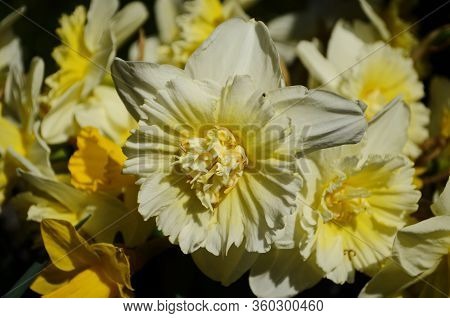 View On Spring Narcissus Flowers. Narcissus Flower Also Known As Daffodil, Daffadowndilly