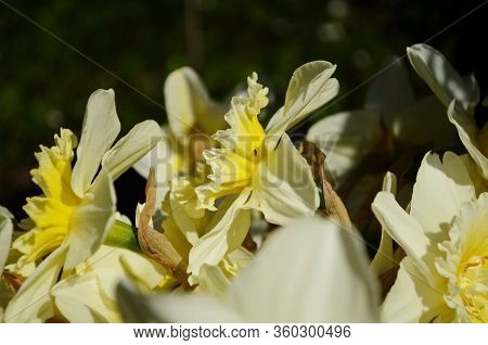 View On Spring Narcissus Flowers. Narcissus Flower Also Known As Daffodil, Daffadowndilly