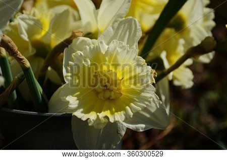 View On Spring Narcissus Flowers. Narcissus Flower Also Known As Daffodil, Daffadowndilly