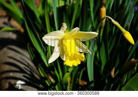View On Spring Narcissus Flowers. Narcissus Flower Also Known As Daffodil, Daffadowndilly