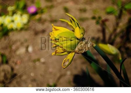 View On Spring Narcissus Flowers. Narcissus Flower Also Known As Daffodil, Daffadowndilly