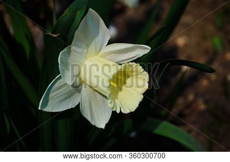 View On Spring Narcissus Flowers. Narcissus Flower Also Known As Daffodil, Daffadowndilly