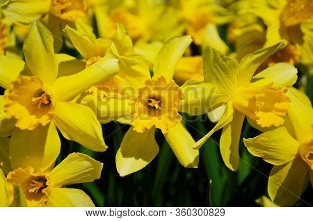 View On Spring Narcissus Flowers. Narcissus Flower Also Known As Daffodil, Daffadowndilly