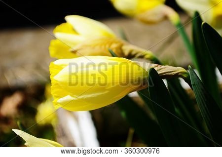 View On Spring Narcissus Flowers. Narcissus Flower Also Known As Daffodil, Daffadowndilly
