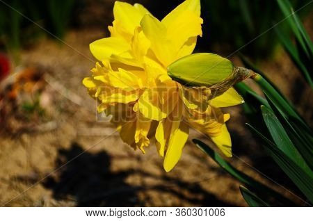 View On Spring Narcissus Flowers. Narcissus Flower Also Known As Daffodil, Daffadowndilly