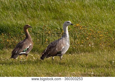 The Upland Goose Or Magellan Goose Chloephaga Picta In A Meadow