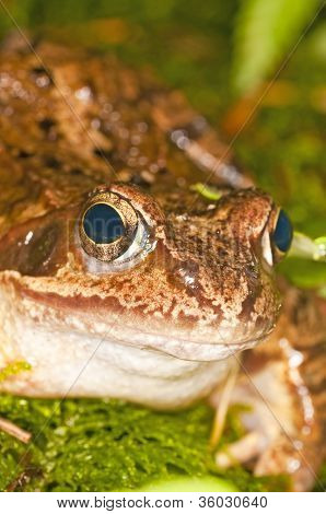 คล่องตัวกบ Rana Dalmatina