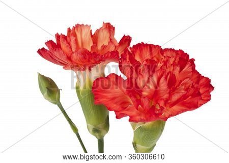 Flower Of Red Carnation (dianthus Caryophyllus) Isolated On White Background.