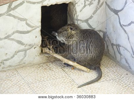 Capybara