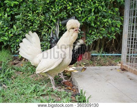 Houdon Chickens Species, Crossbreed Chicken In Europe.
