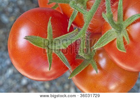 Tomatenpflanze mit Reifen FrÃ¼chten