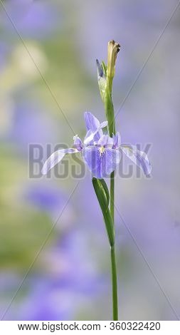Violet Iris Flowers (iris Germanica) On Blurred Green Natural Garden Background