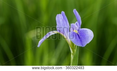 Violet Iris Flowers (iris Germanica) On Blurred Green Natural Garden Background
