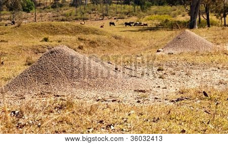 Australische stier mieren Nest graniet Mound
