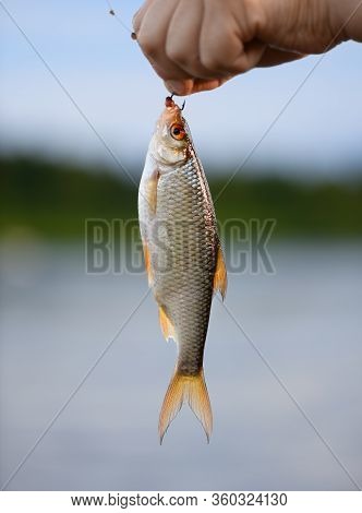 The Caught Small Roach (rutilus Rutilus) Is In Male Hand On Blurred Background.