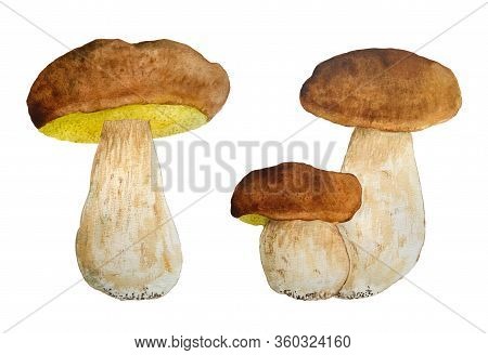 Hand Drawn Watercolor Illustration Of Tasty Porcini Cep Edible Boletus Mushroom. Forest Wood Woodlan