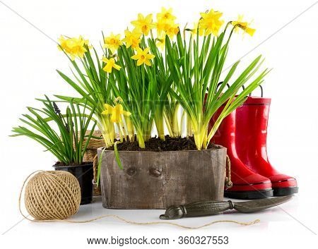 Spring flowers in pot with red rubber boots and garden tools. Gardening floriculture farming. Still life with yellow lent lily, isolated on white background.