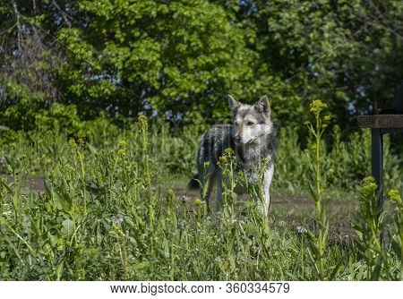 wolf-like dog in nature, watchdog or hunting dog