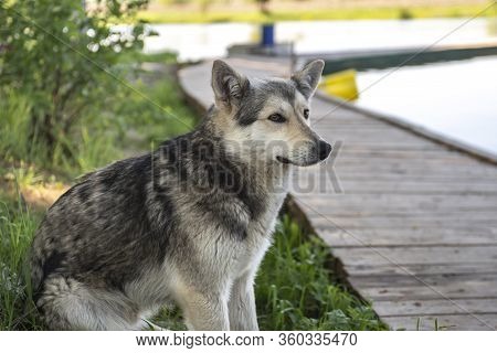 wolf-like dog in nature, watchdog or hunting dog