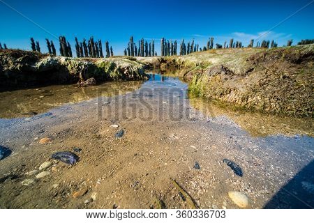 Textures Dry Sea Bottom And Old Dike At Low Tide, Tidal Marsh Along The Shore, Vegetated Mud Flats A
