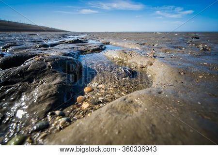 Mud Flats At The Coast Of The North Netherlands Wth Shells