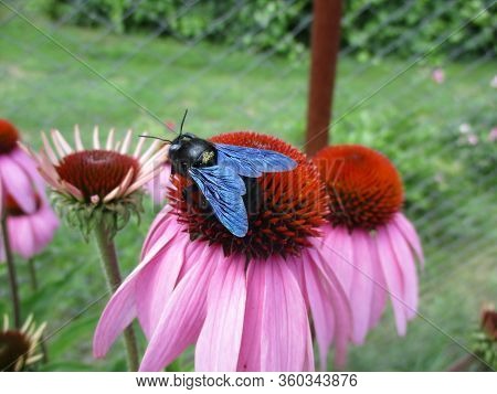 Carpenter Bee Sits On An Echinacea Flower