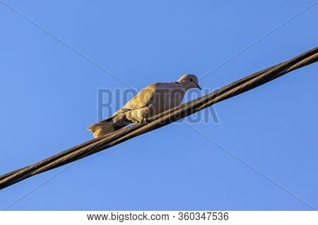 Ringdove On High Voltage Wire In Sunny Day