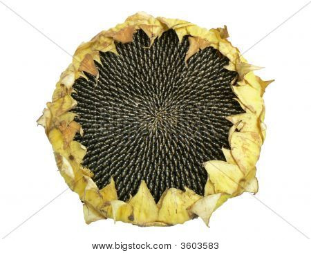 Ayçiçeği
