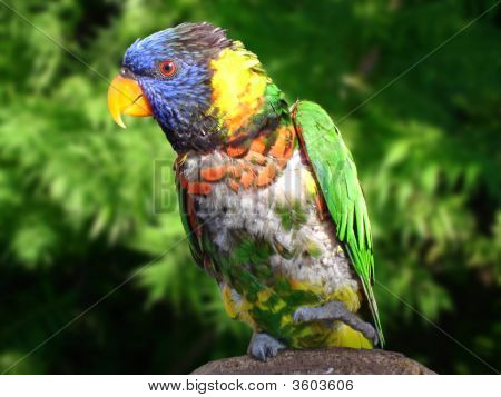 Loro colorido