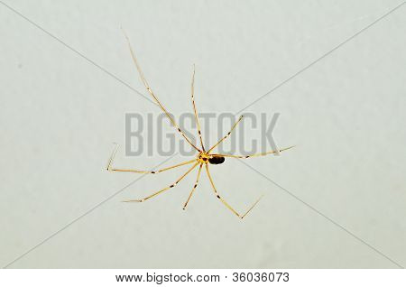 Papà Longleg